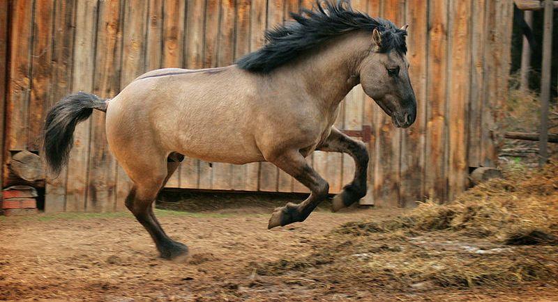 Koń baszkirski
