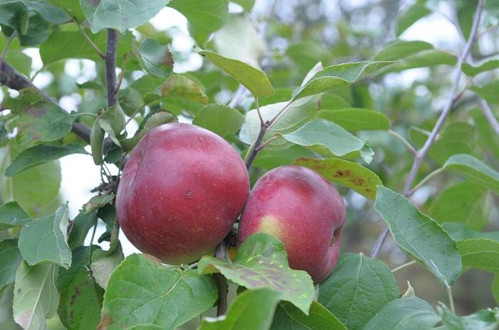æbletræ hviderussisk sød