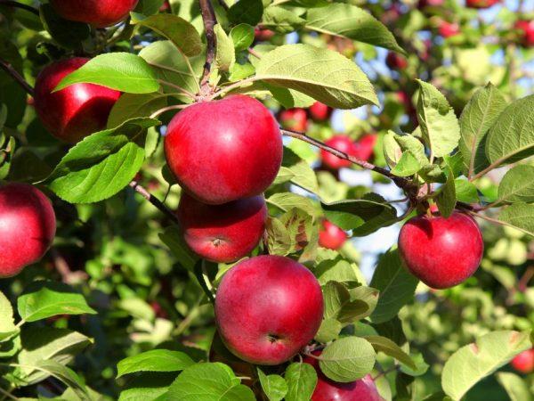apple-tree Belarusian sweet