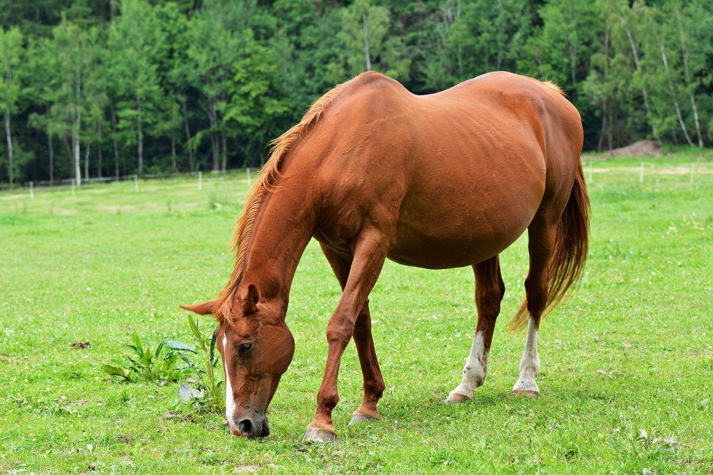 zwanger paard