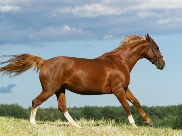 Cavall de Budyonnovskaya