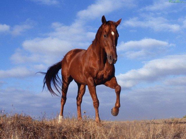 kaunis hevonen