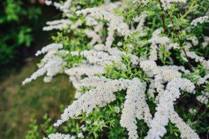 Description and the best varieties of sulfur spirea, the rules of planting and care in the open field
