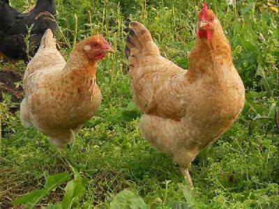 Tsarskoye Selo race af kyllinger