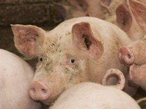 Beschrijving en symptomen van infectie van varkens met cysticercose, methoden voor de behandeling van finnose