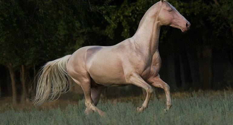 isabella horse