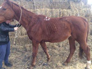 وصف داء البريميات في الخيول وعلاجه وتعليمات استخدام اللقاح