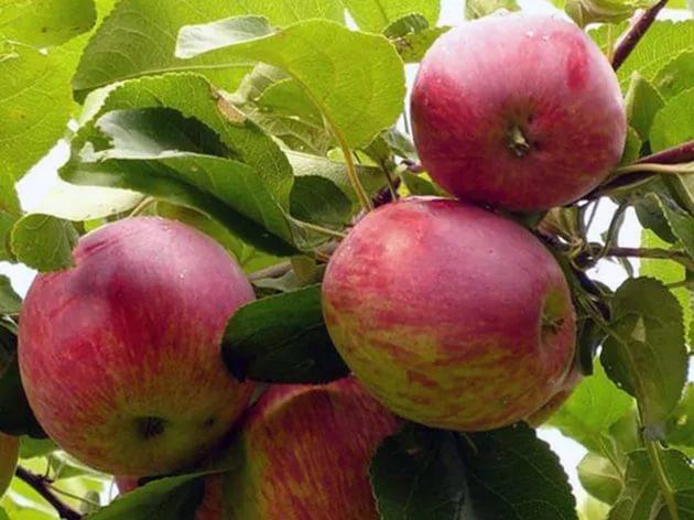 elma ağacı orlovskoe çizgili