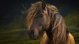 Hvad er hestens manes til, og hvordan man passe dem, hvordan man fletter og trimmer