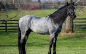 Roan horse breeds and how to keep them, history and color varieties