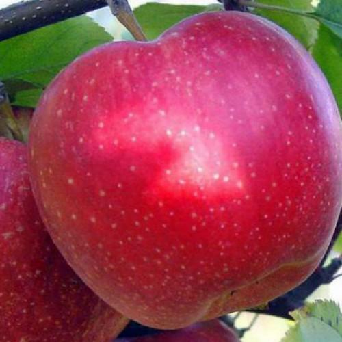 antey stablo jabuka