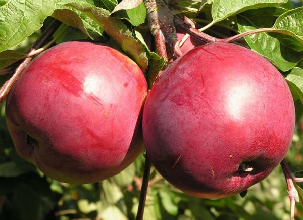 apple-puno ng Belarusian matamis