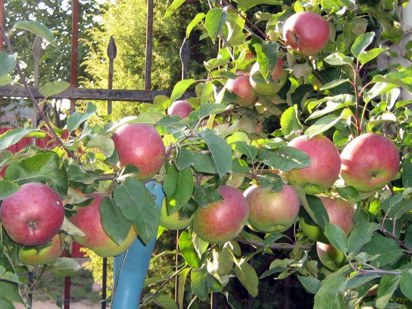 ต้นแอปเปิ้ลเบลารุสหวาน