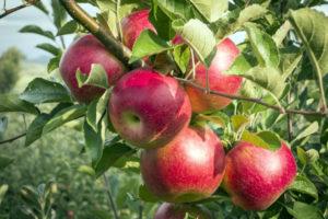 Beskrivning och egenskaper hos Silver Hoof-äppelträdet, plantering och skötsel