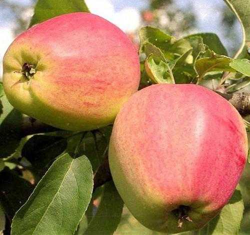 ต้นแอปเปิ้ล kandil orlovsky