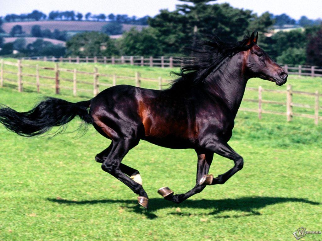 Koń Karak