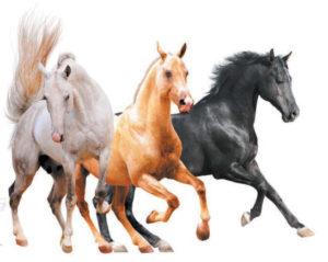 Los nombres de los colores existentes de los caballos, que también son la lista de colores.