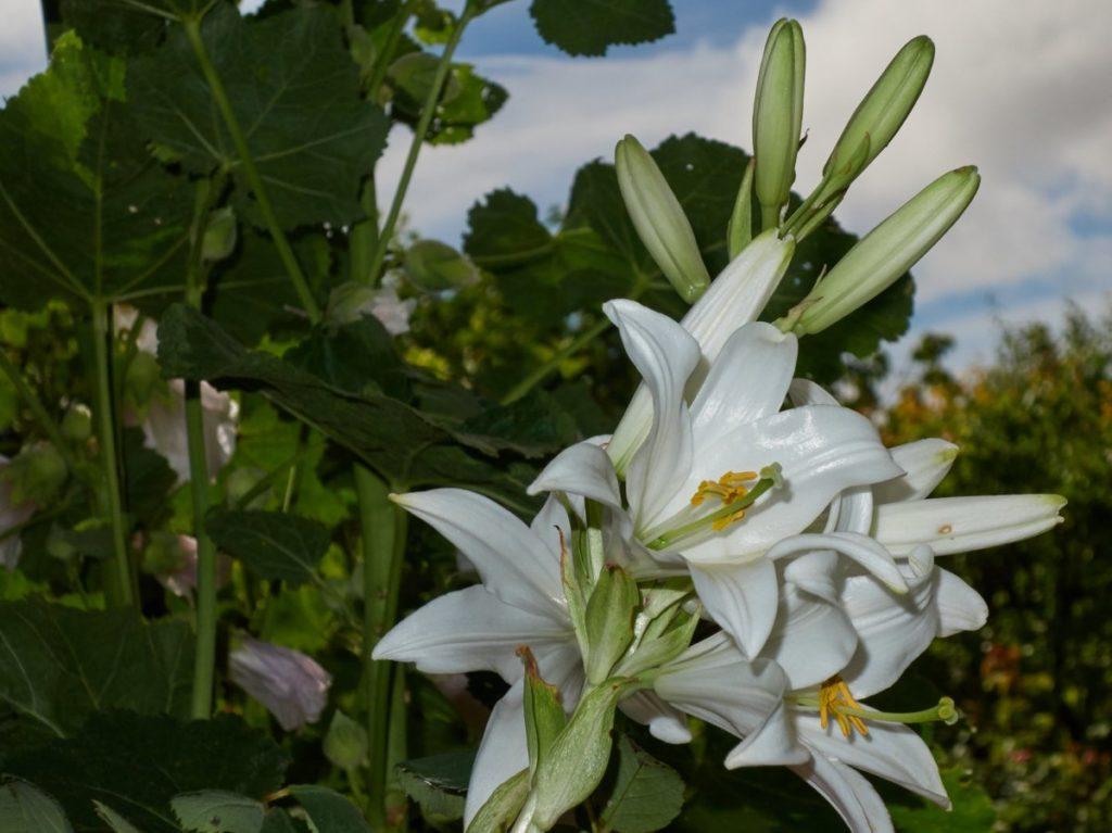 vit lilja