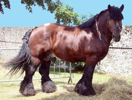 Cavallo pesante