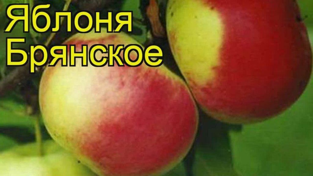 עץ תפוח ברינסק