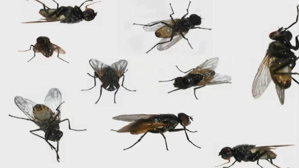many flies