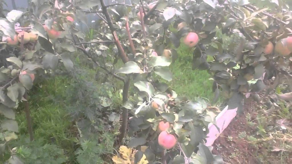 شجرة التفاح قنديل أورلوفسكي
