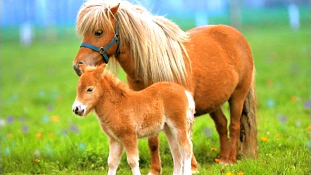 Pony paard