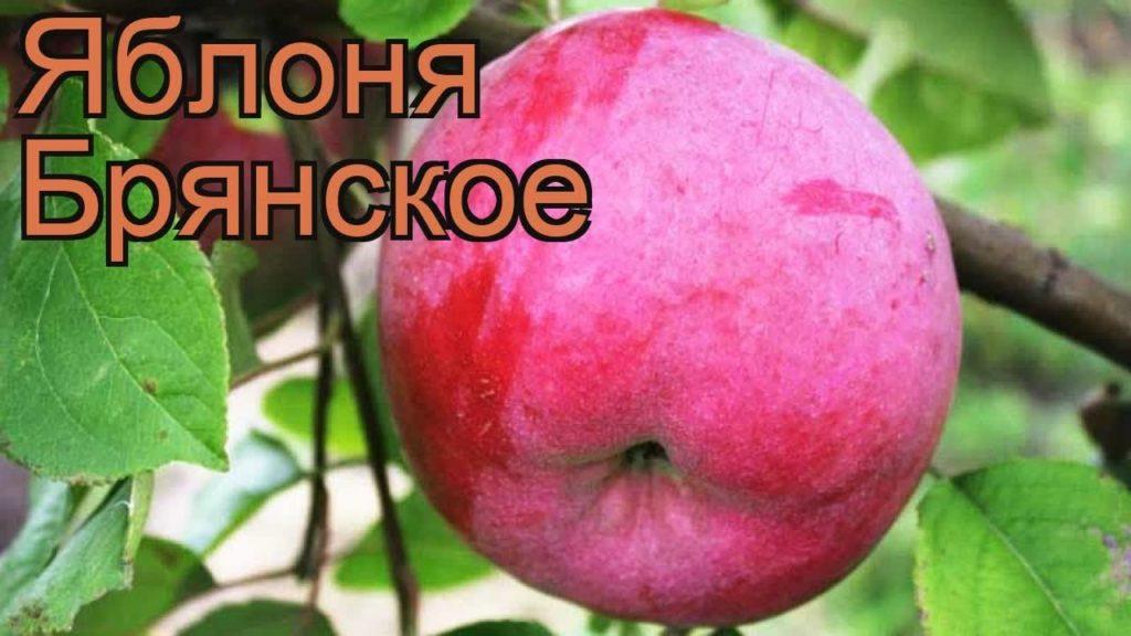 elma ağacı bryansk
