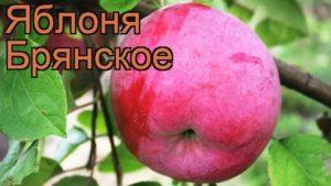 Descripción y variedades de manzanos Bryanskoe, reglas de plantación y cuidado.