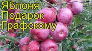 Mô tả và đặc điểm của giống cây táo Tặng Grafsky, quy tắc trồng và chăm sóc