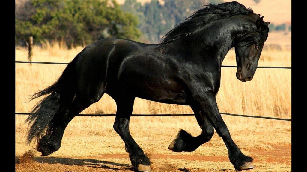 Фризијски коњ