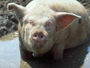 Czynnik sprawczy i objawy czerwonki u świń, metody leczenia i profilaktyki
