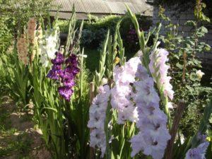 Regler för vård av gladioli efter blommning och tidpunkt för händelser, förvaring av lökar