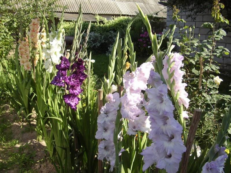 verzorging van gladiolen na de bloei