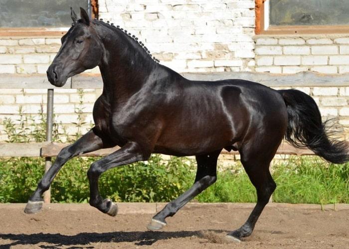 Rusa de cavalls d’equitació russa