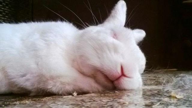 the rabbit is sleeping