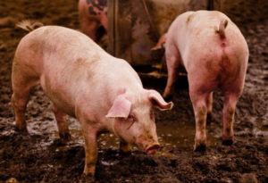 Tekenen van luizen bij varkens en methoden voor het diagnosticeren van hematopinose, behandeling