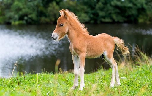 falabella paard