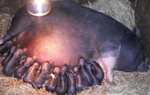 la cria de porcs vietnamites per primera vegada