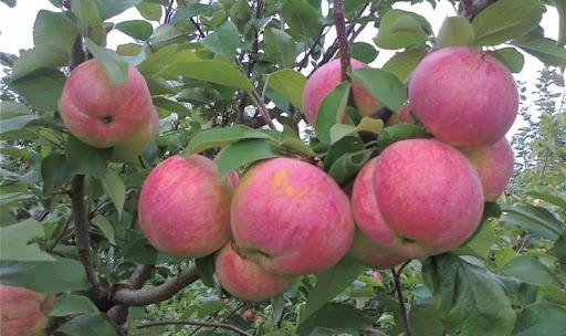 Apfelbaum Bryansk