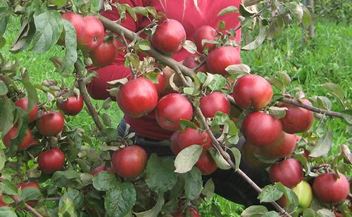 mnogo stabala jabuka