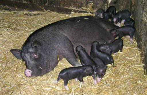 poród wietnamskich świń po raz pierwszy