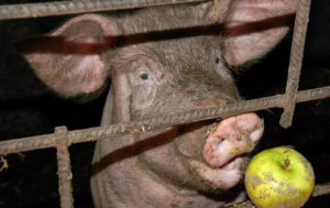 Разлози зашто свиња не једе након стоке и шта треба радити, методе лечења