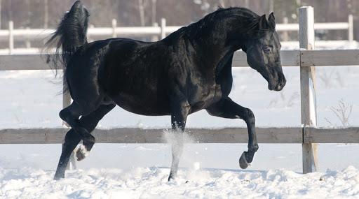 Russisk ridehest race