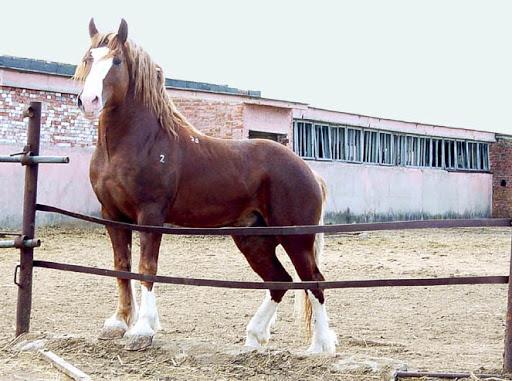 Sovjetisk kraftig heste race