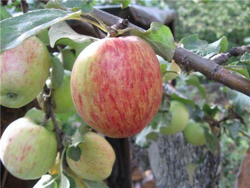Apfelbaum Orlovskoe gestreift