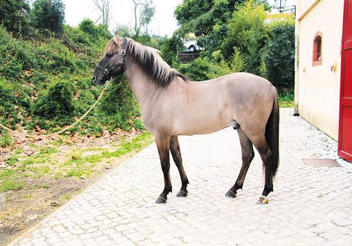 Sorraya kôň
