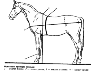 Koliko prosječno može težiti konj i kako odrediti masu, svjetske rekorde