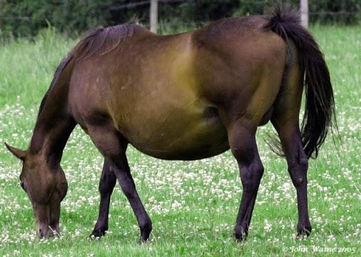 έγκυο άλογο