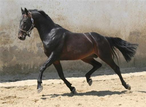 Russian riding horse breed